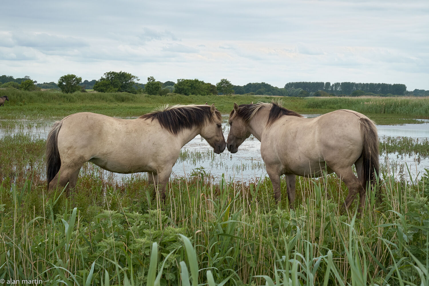 Konik ponies, Minsmere