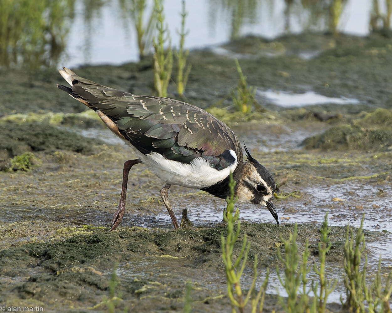 Lapwing.