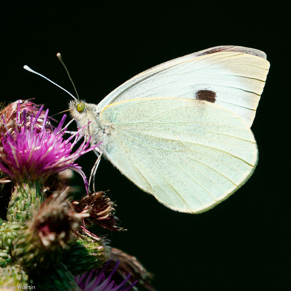Large White butterfly