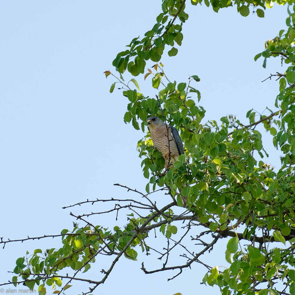 Levant Sparrowhawk, Romania