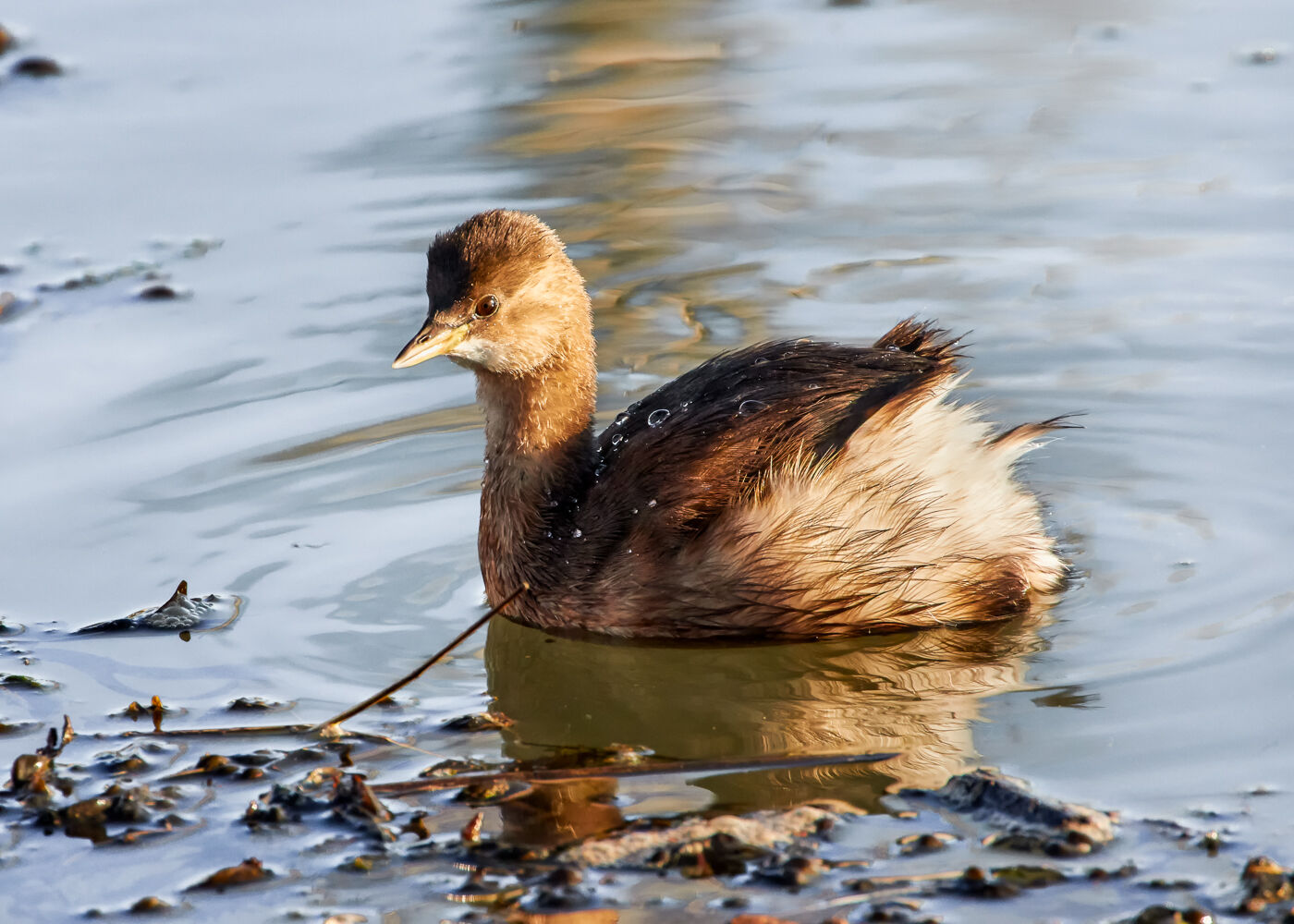 Little Grebe