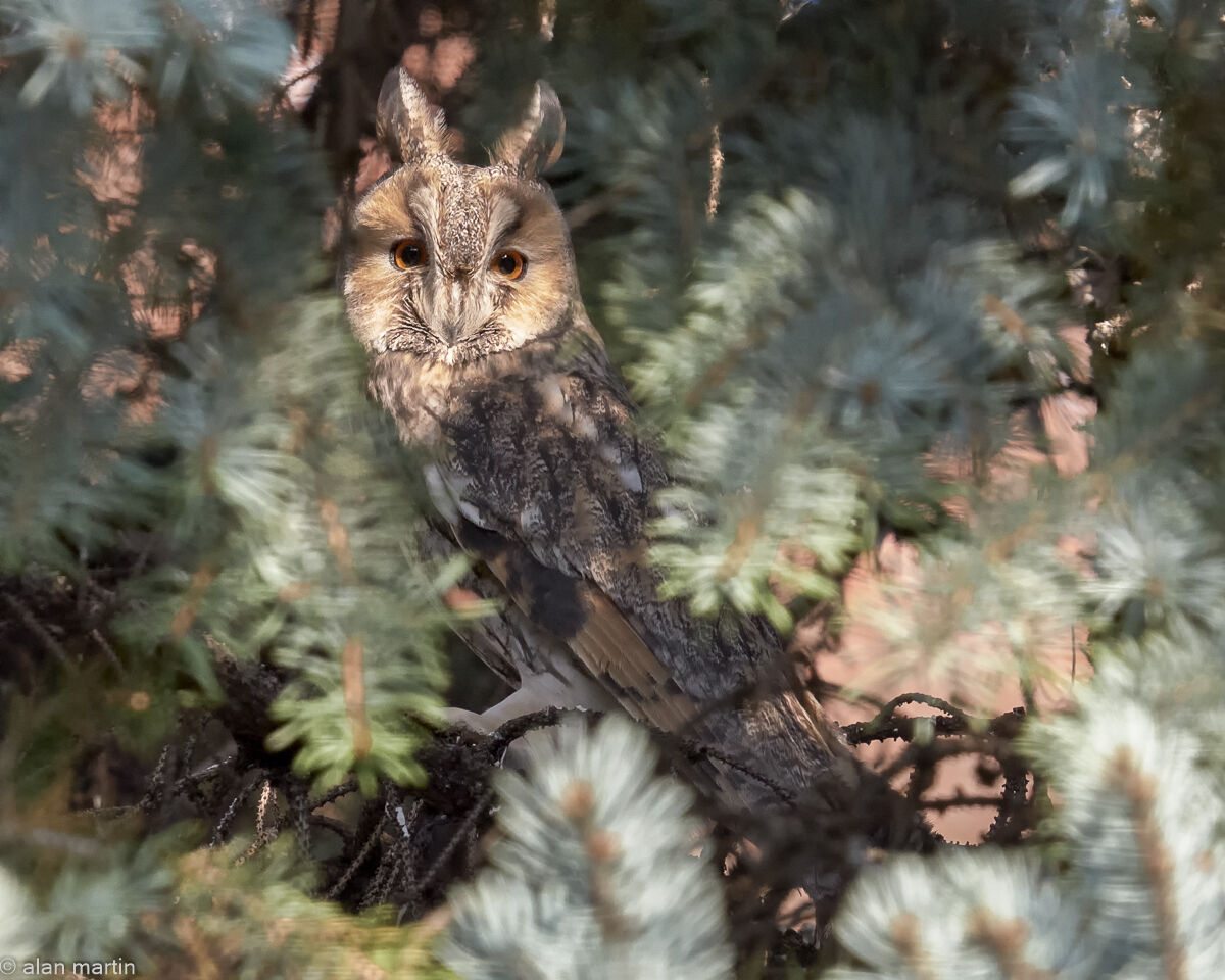 Long-eared owl, Hungary