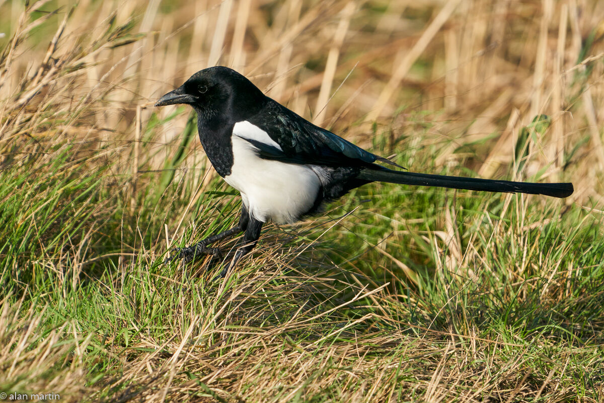 Magpie