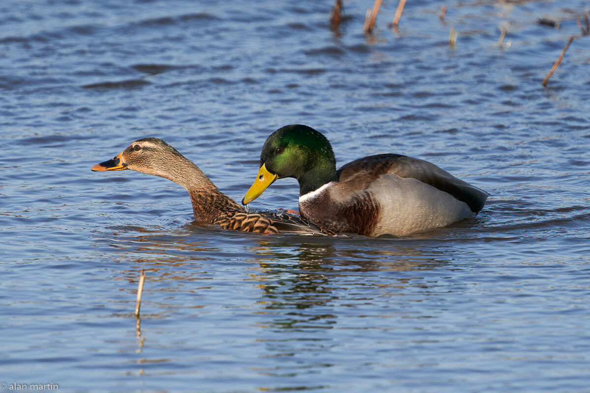 Mallards