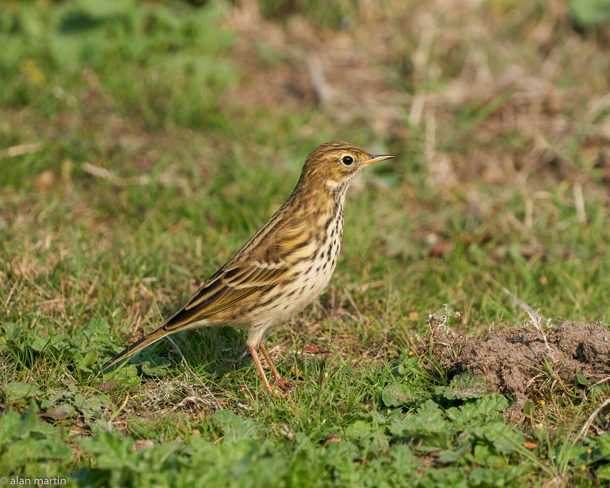 Meadow Pipit