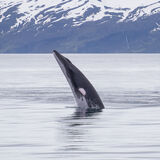 Minke Whale