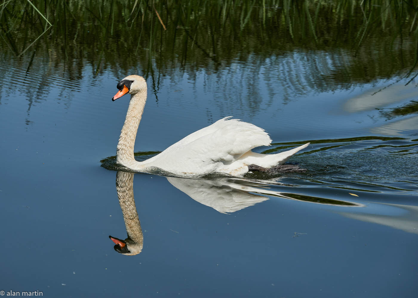 Mute swan.