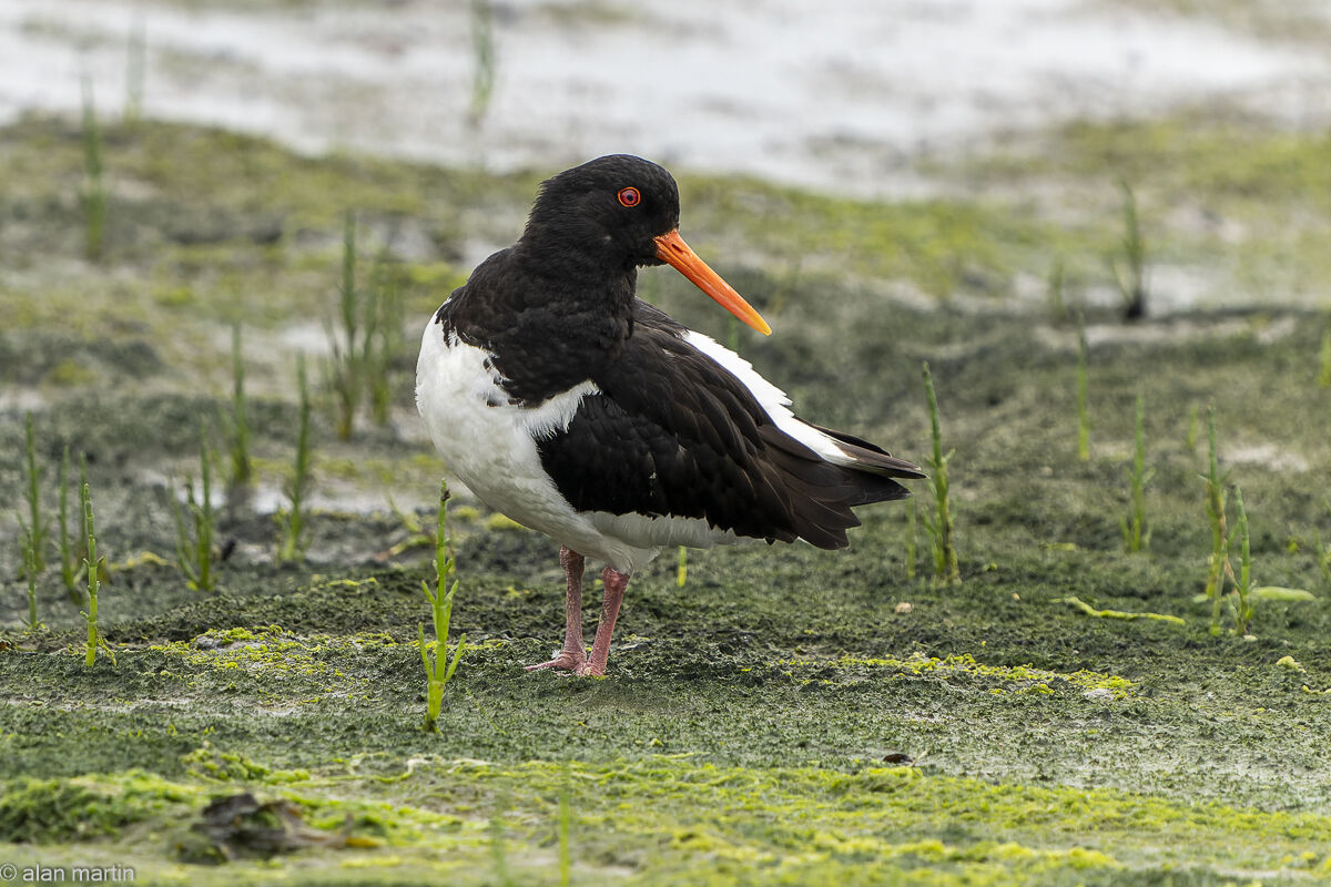 Oystercatcher.