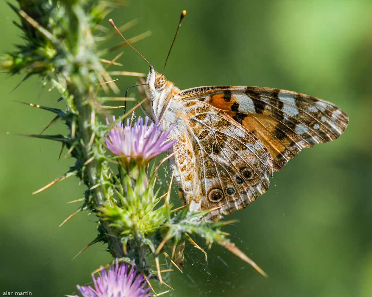 Painted Lady 1.