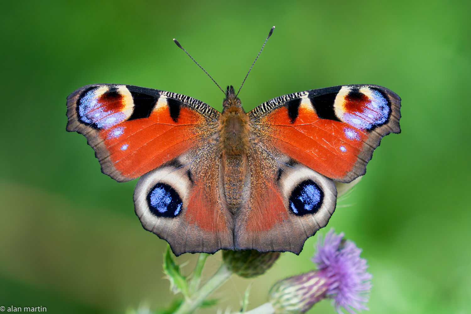 Peacock butterfly