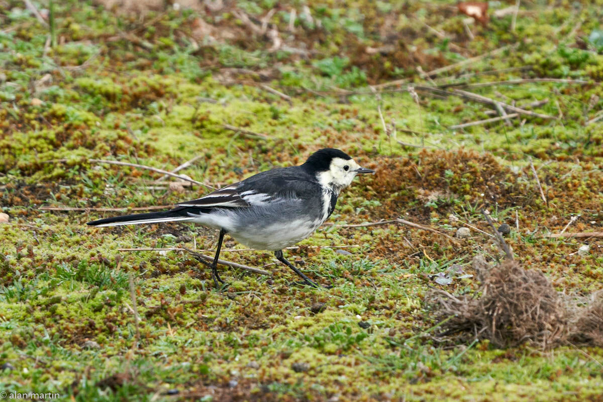 Pied Wagtail