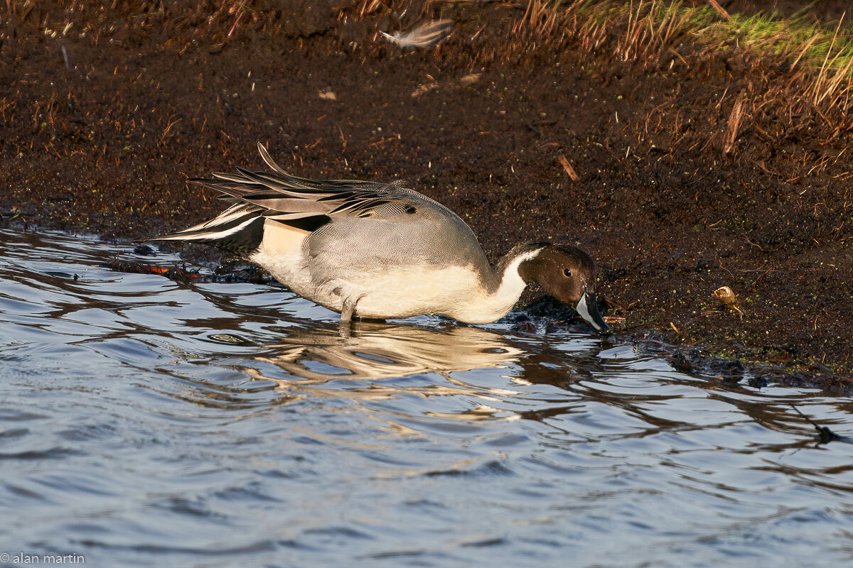 Pintail