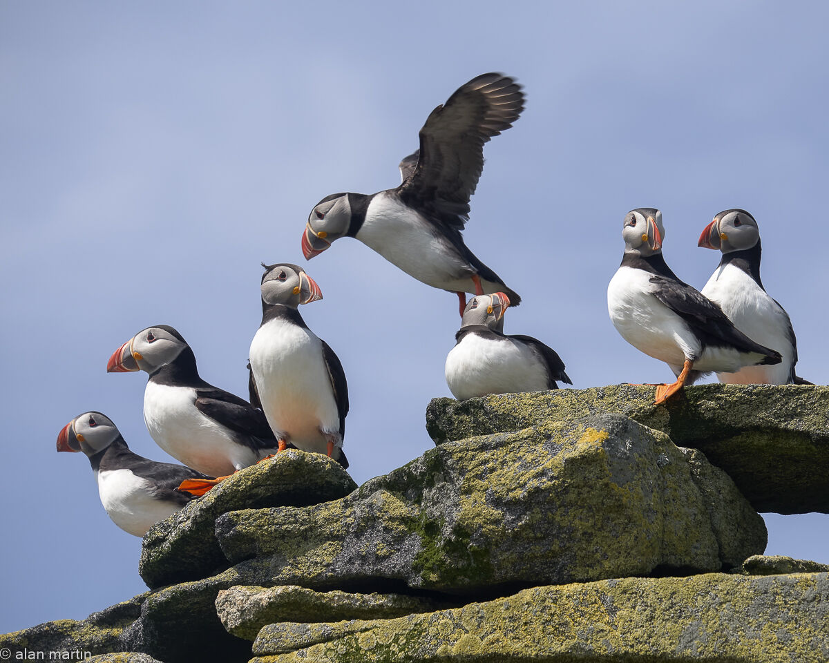 Puffins, Eilean Mor, Flannan Islands