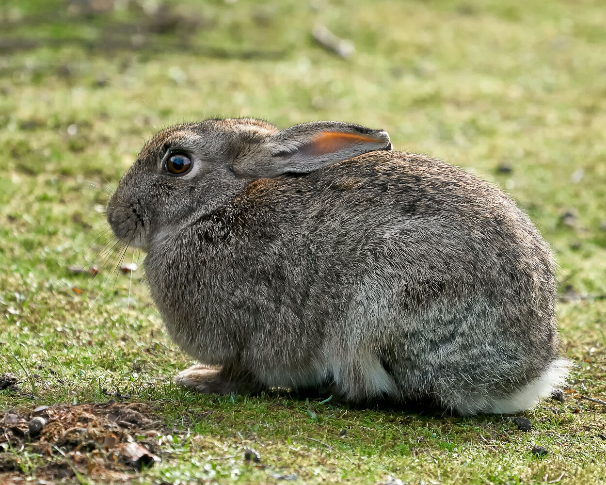 Rabbit, Minsmere