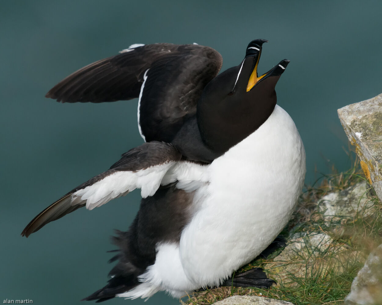 Razorbill