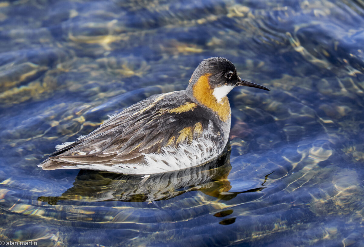 Red-necked Phalarope