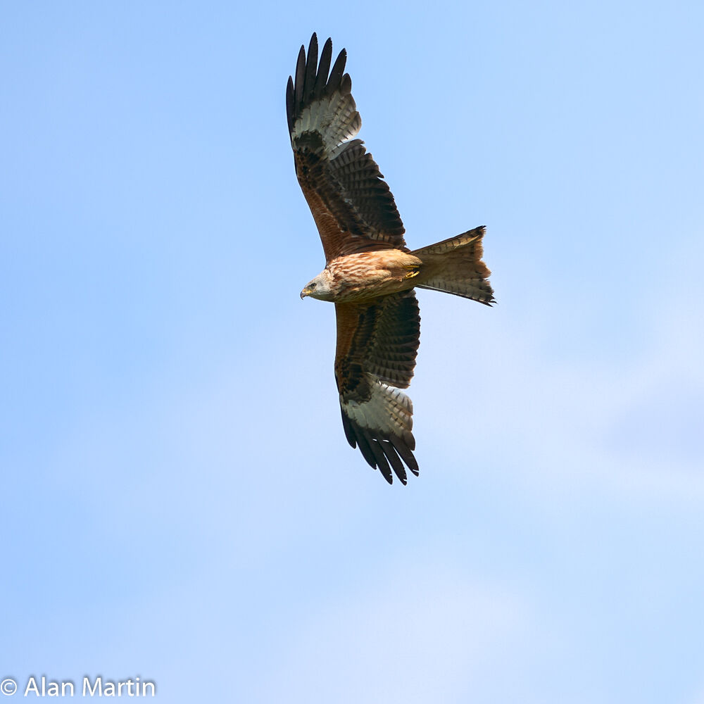 Red Kite