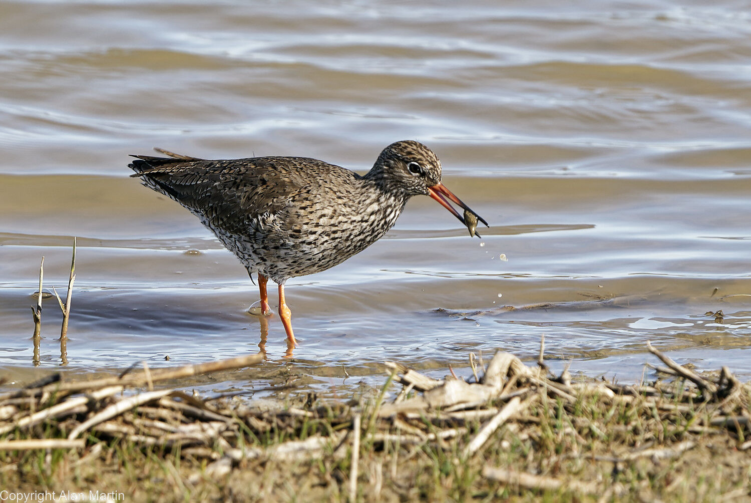 Redshank feeding