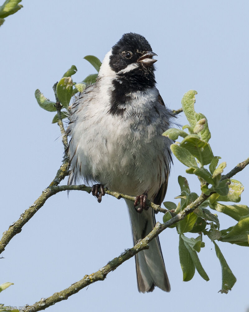Reed Bunting