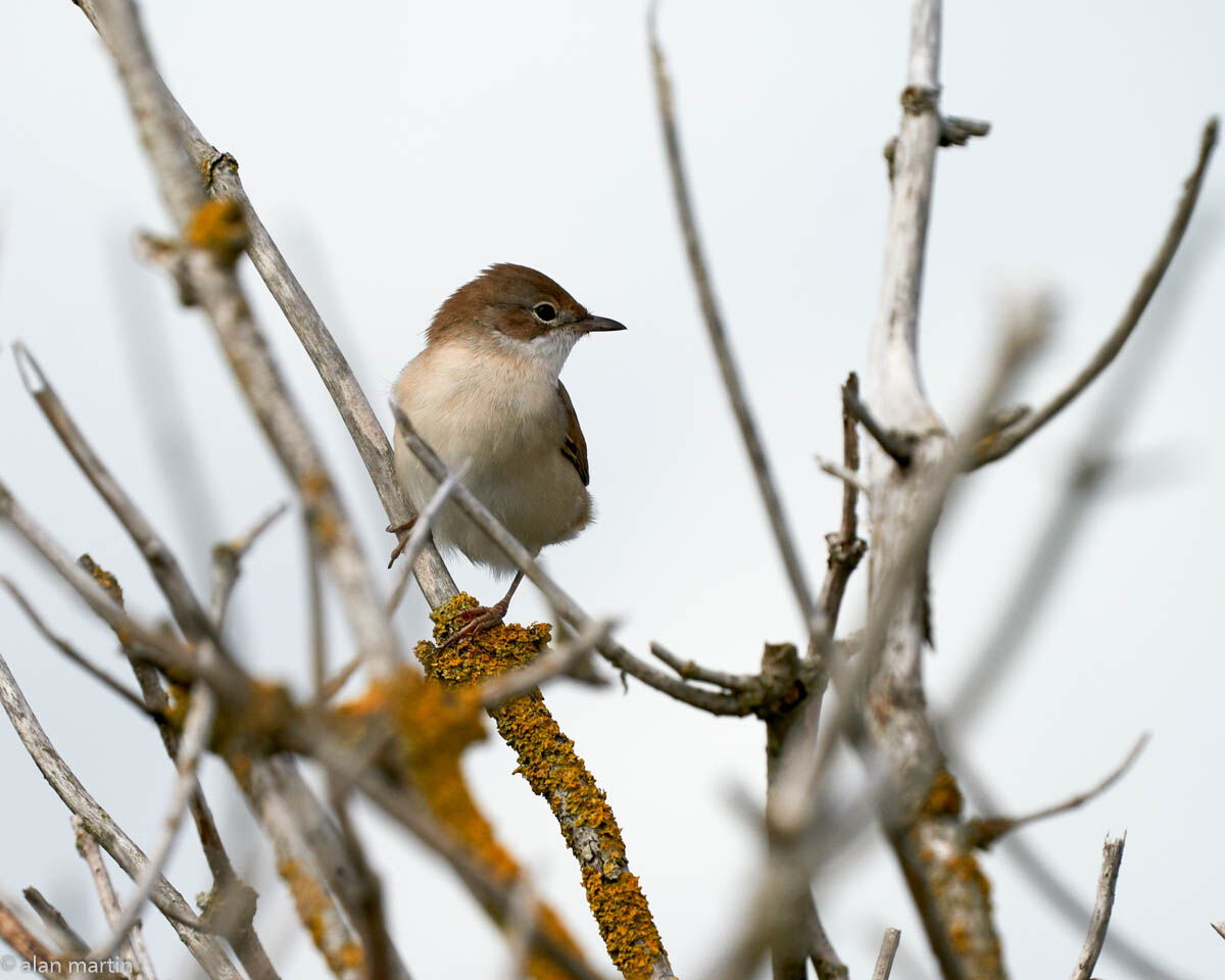 Reed Warbler