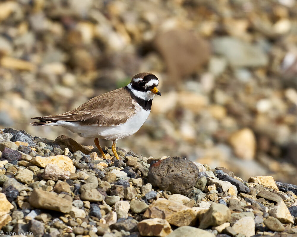 Ringed Plover, Iceland.