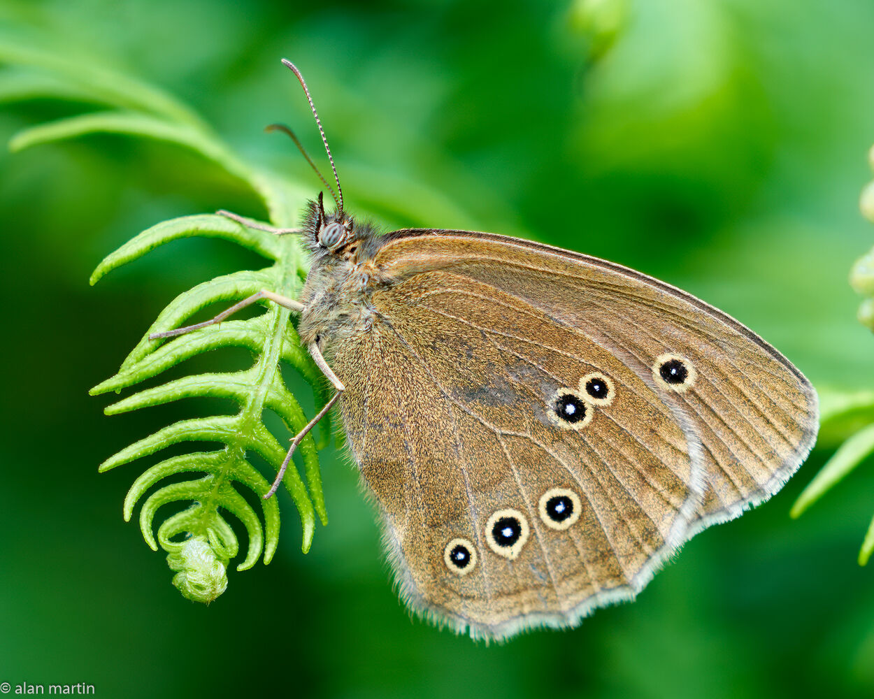 Ringlet butterfly