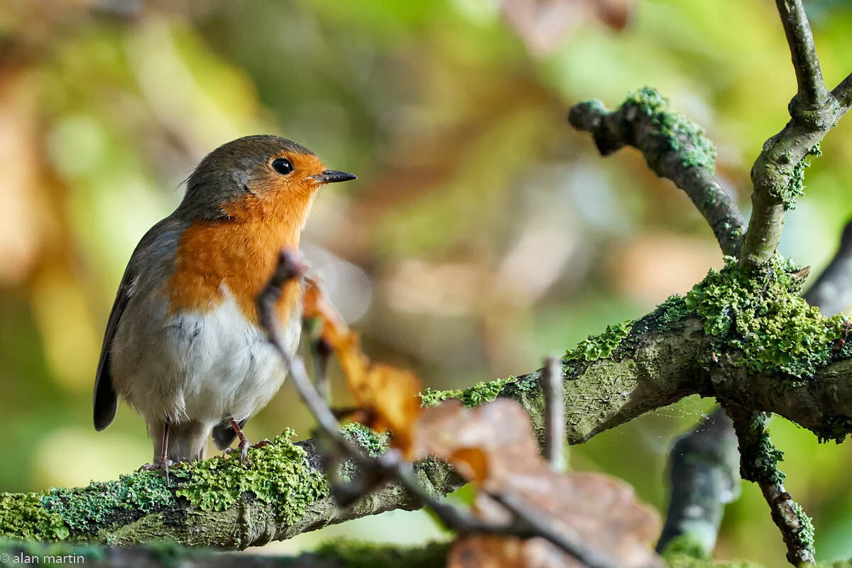 Robin.