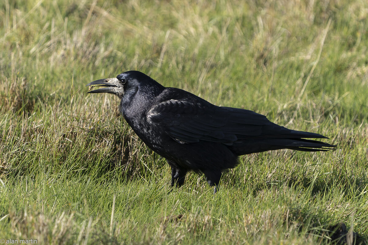Rook with insect.