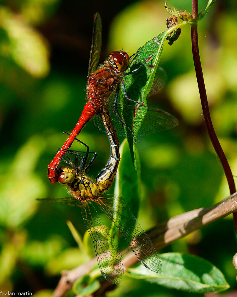 Ruddy Darters mating