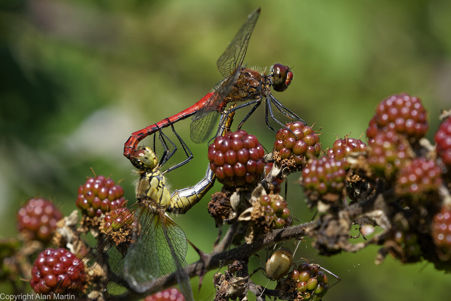 Ruddy Darters mating
