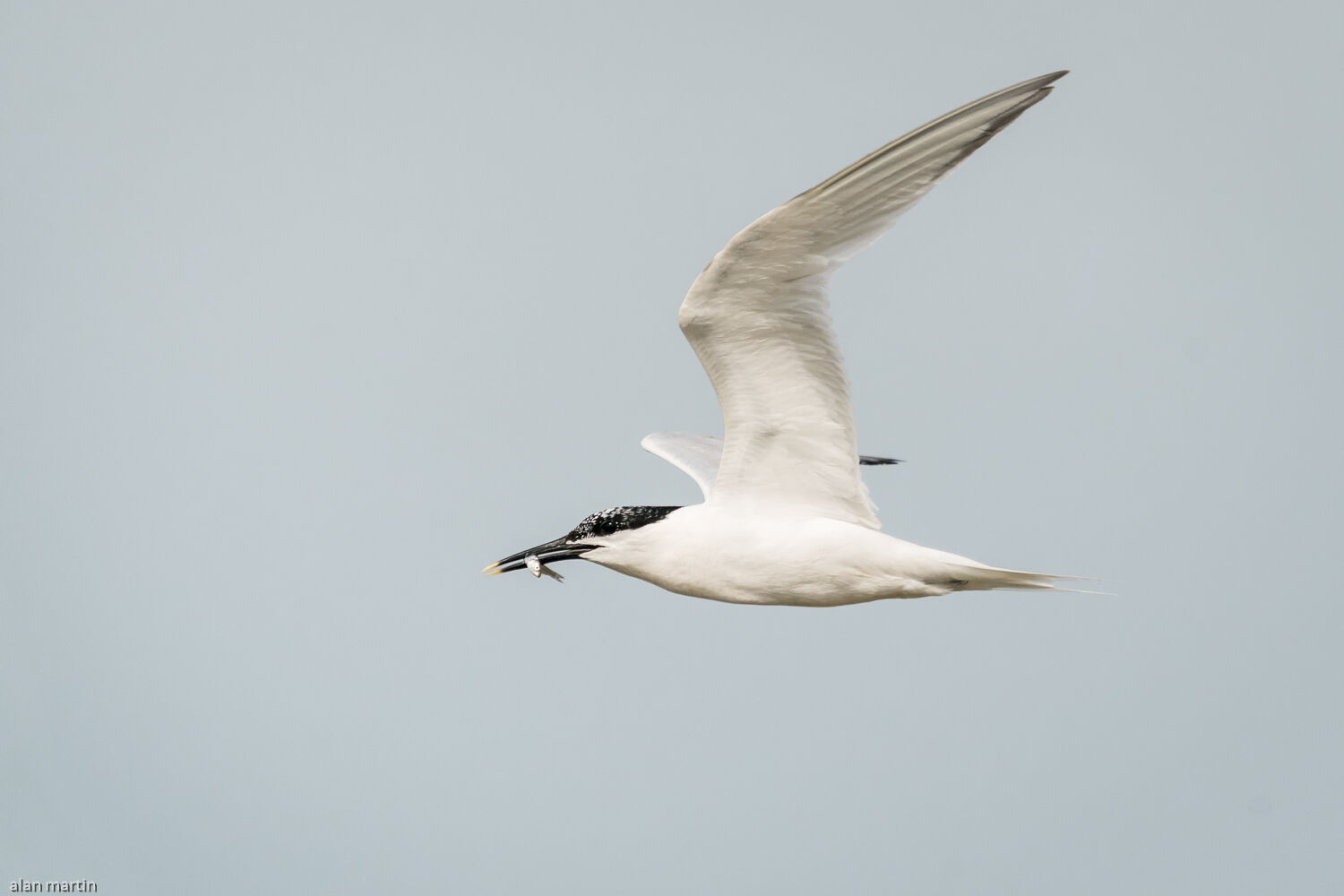 Sandwich Tern