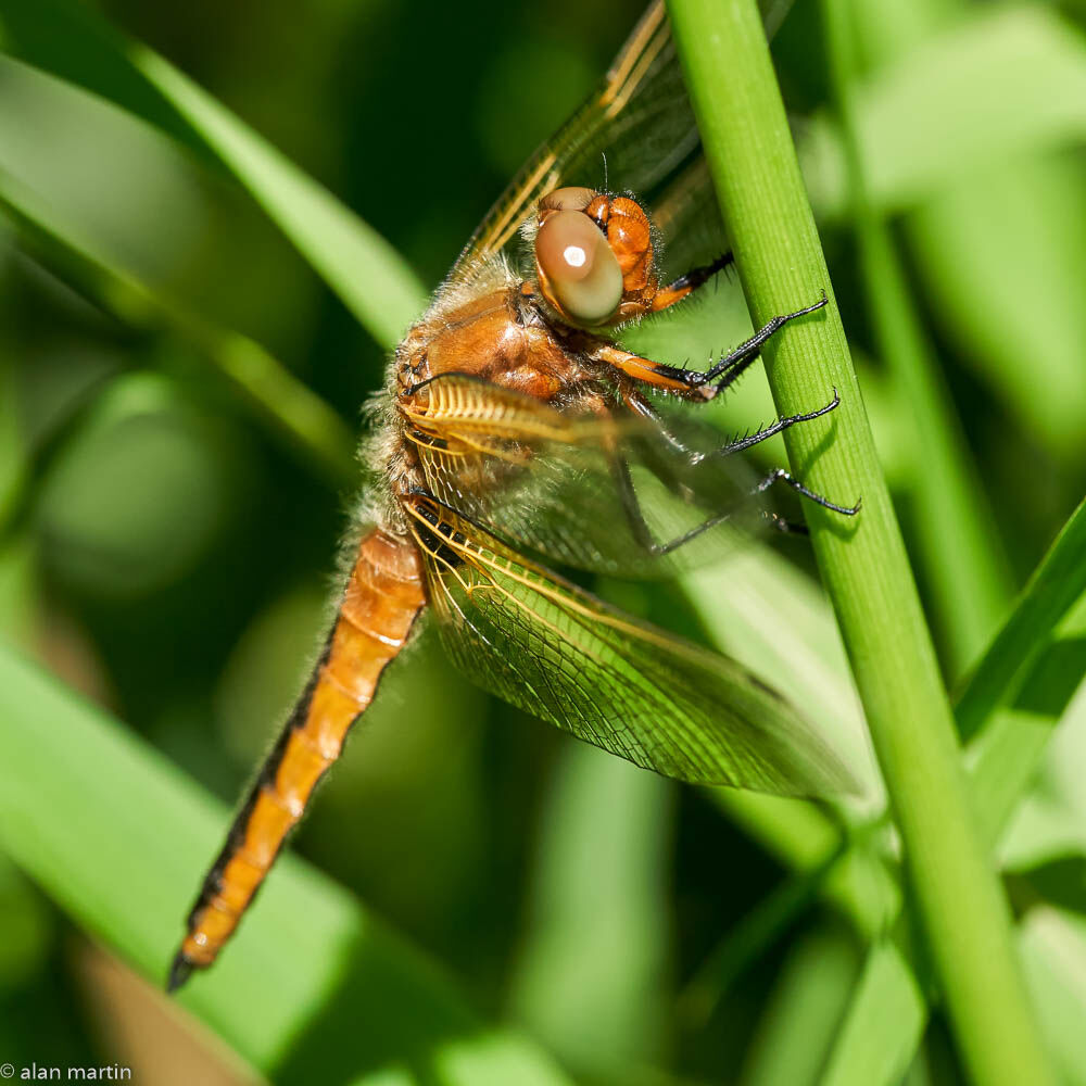 Scarce Chaser