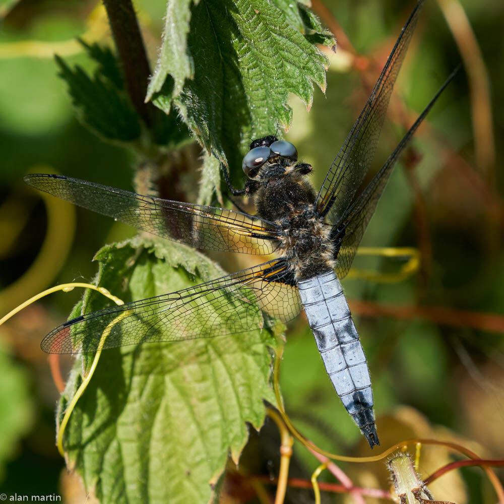 Scarce Chaser, male