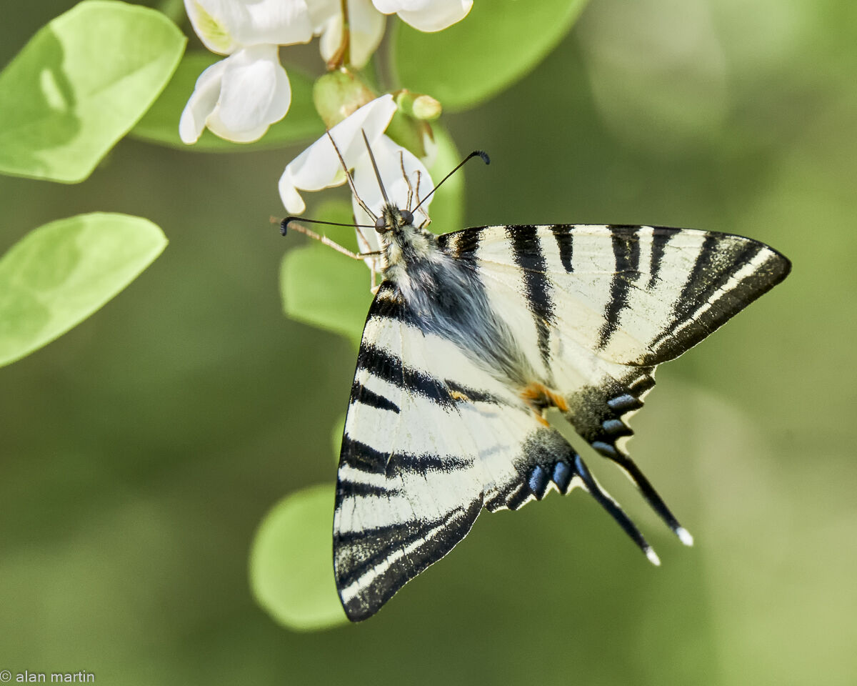 Scarce swallowtail butterfly, Hungary.