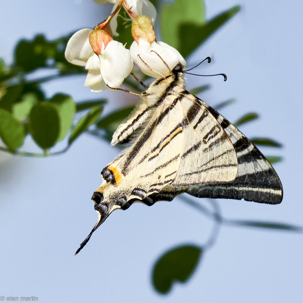 Scarce swallowtail butterfly, Hungary