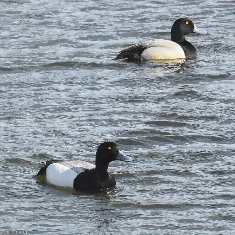 Scaup
