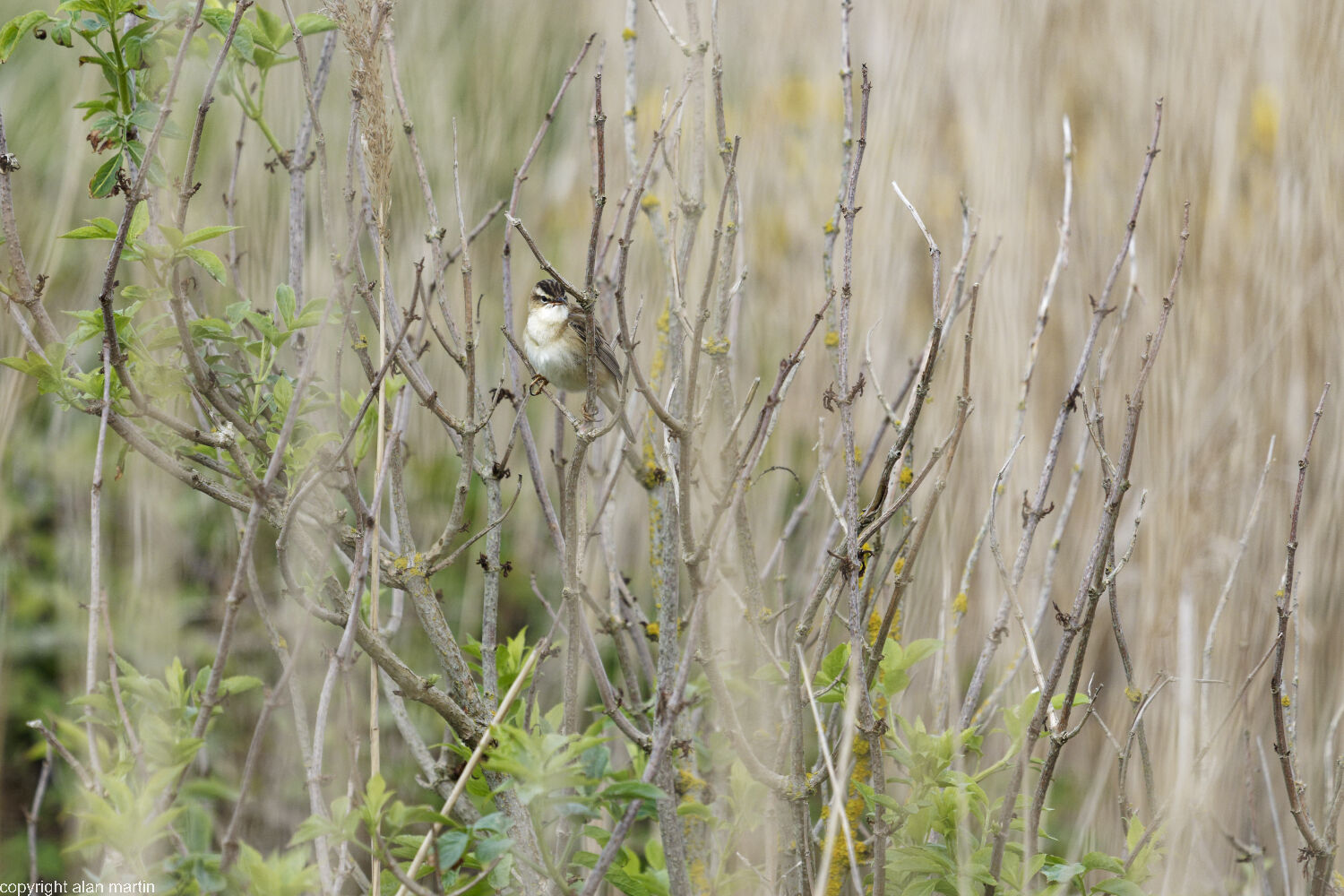 Sedge warbler