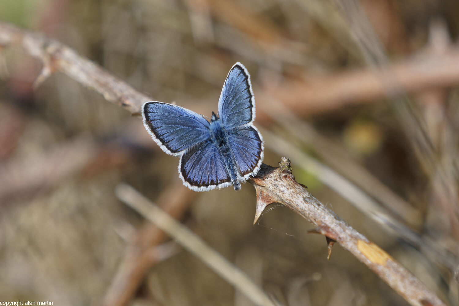 Silver-studded blue 1