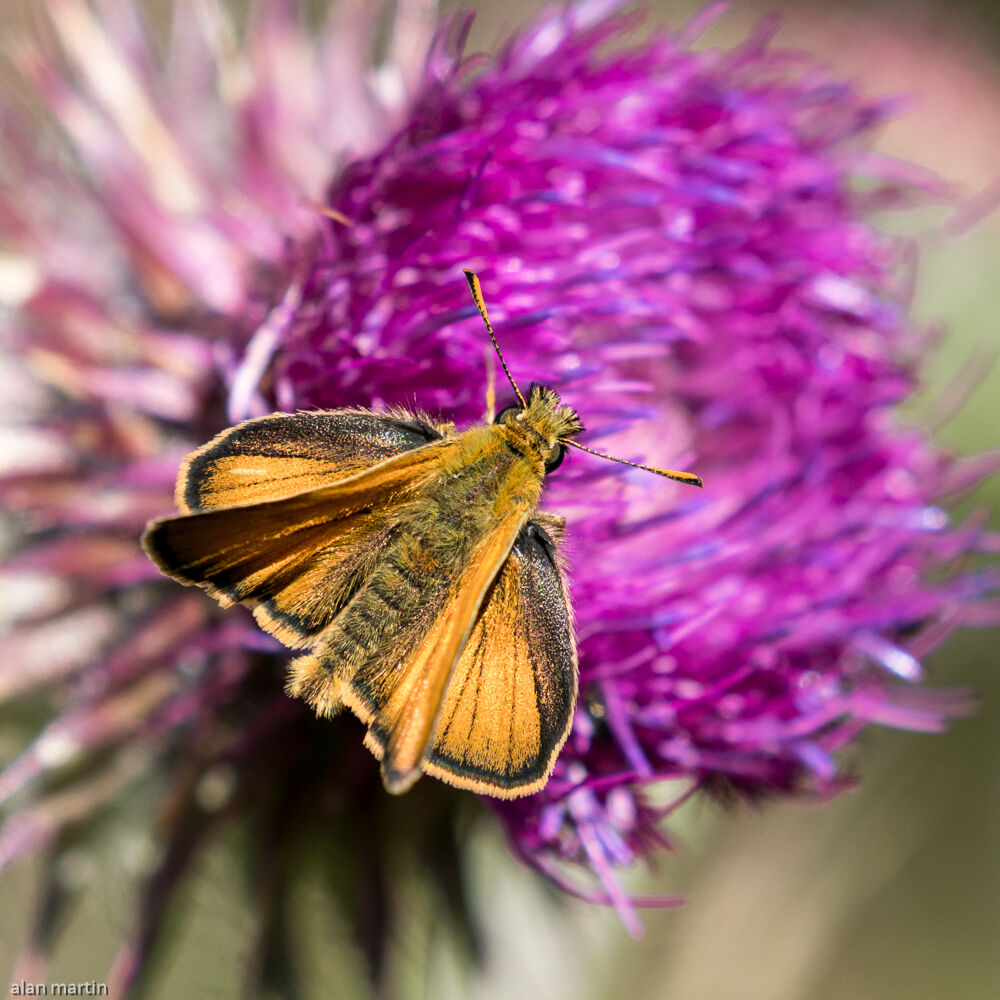 Small Skipper