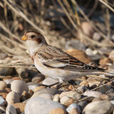 Snow Buntings