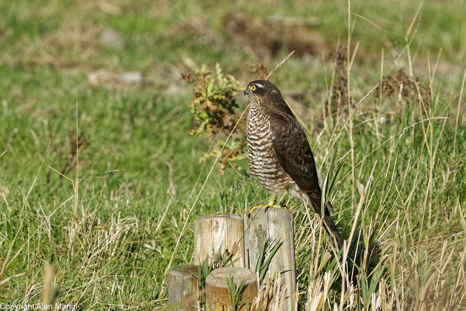 Sparrowhawk