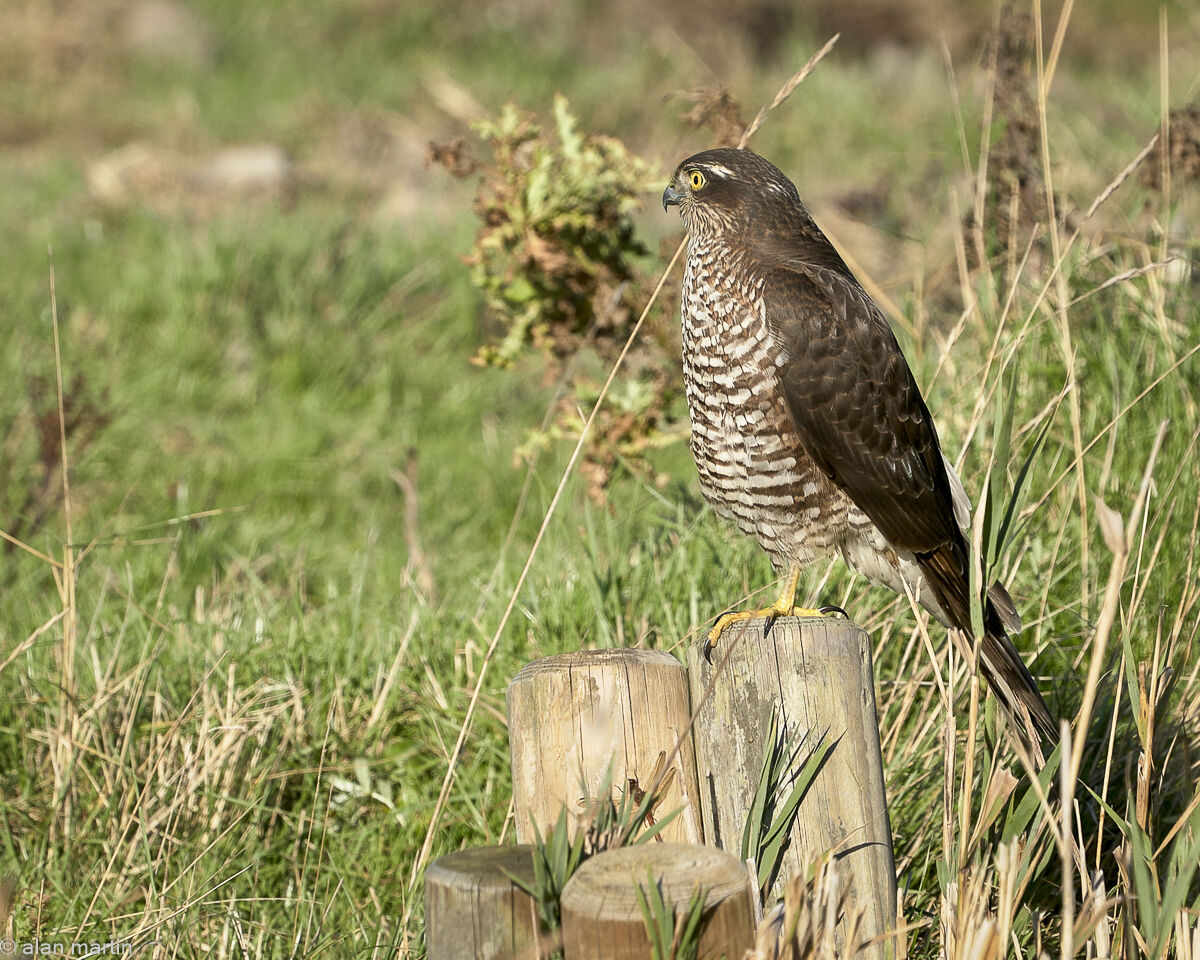 Sparrowhawk, North Warren