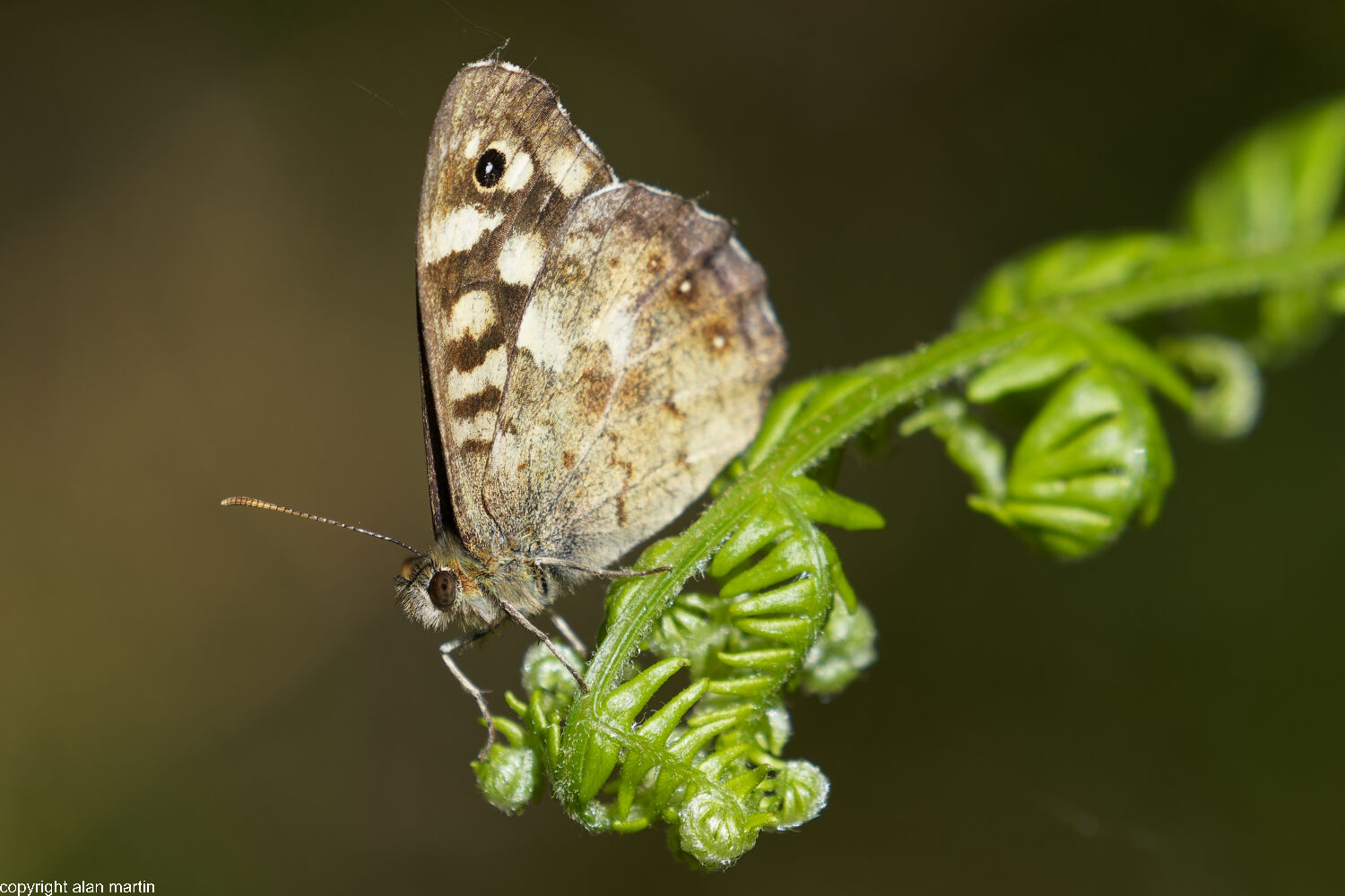Speckled wood