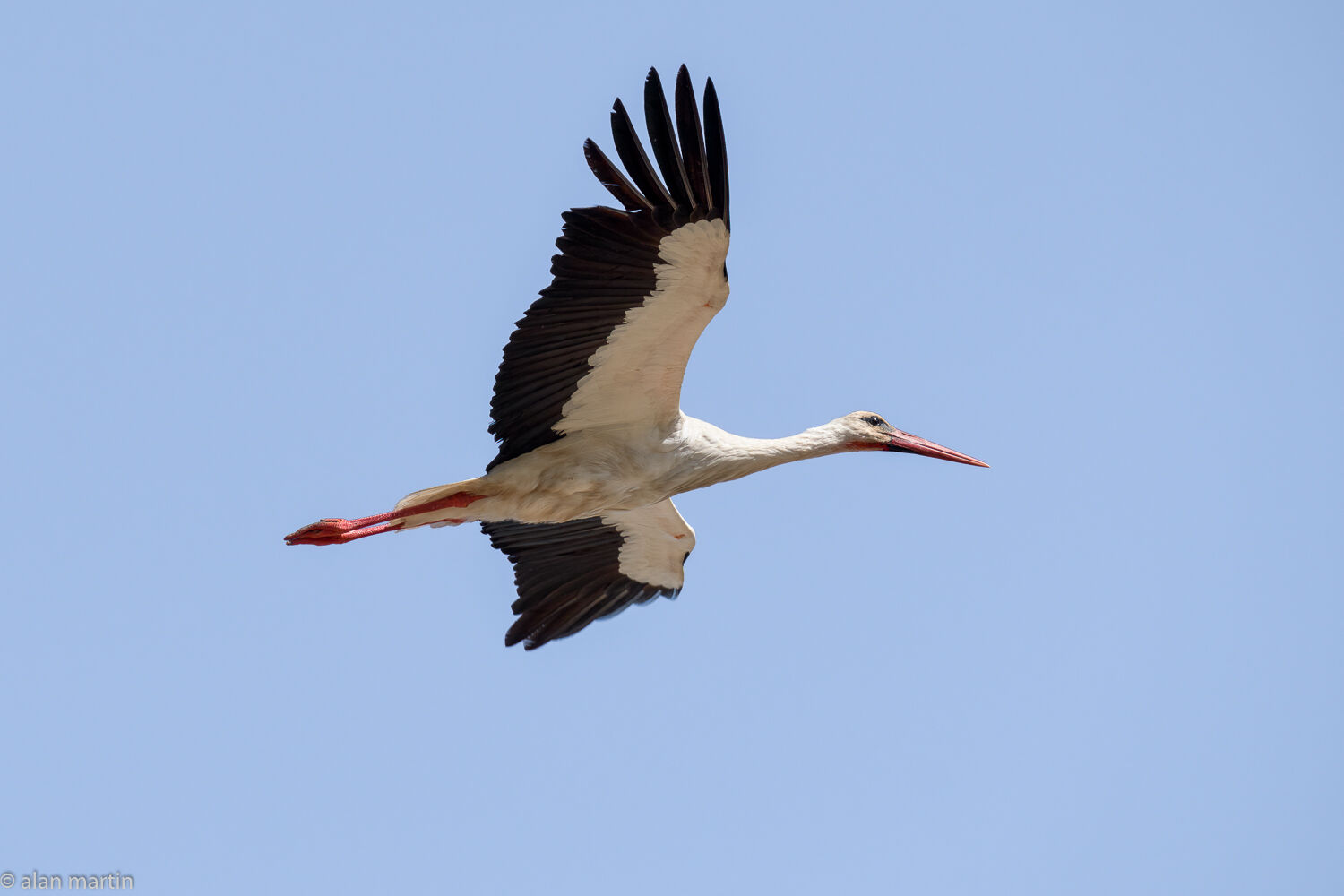 Stork