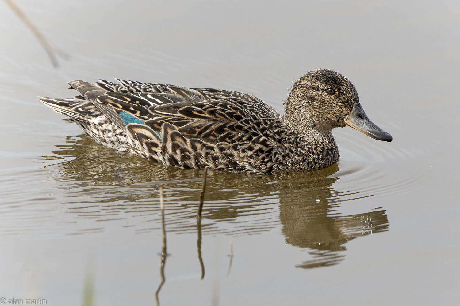 Teal, female