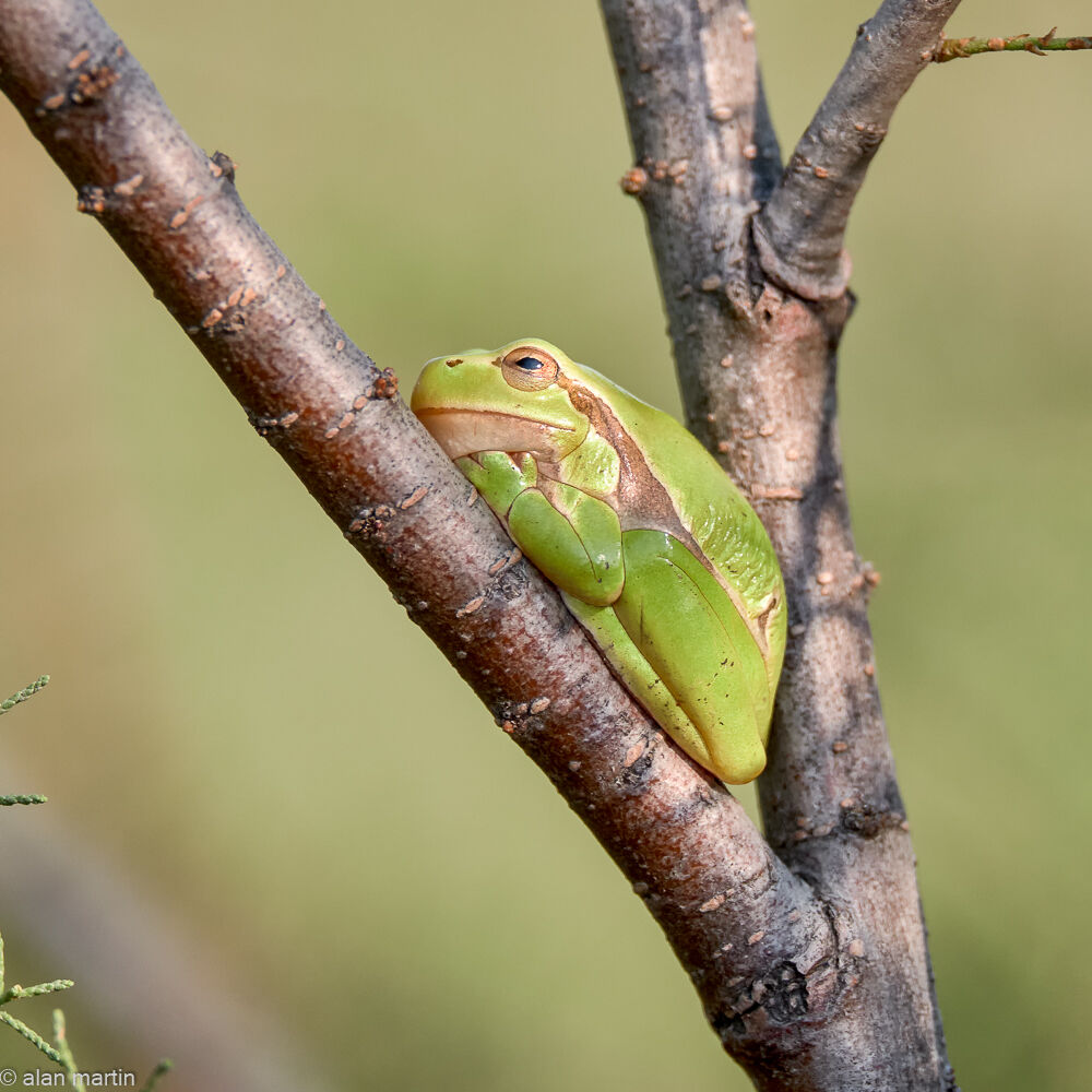 Tree frog, Hungary