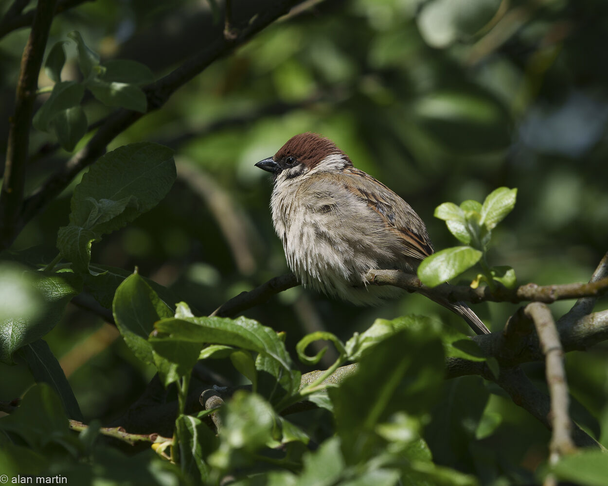 Tree sparrow