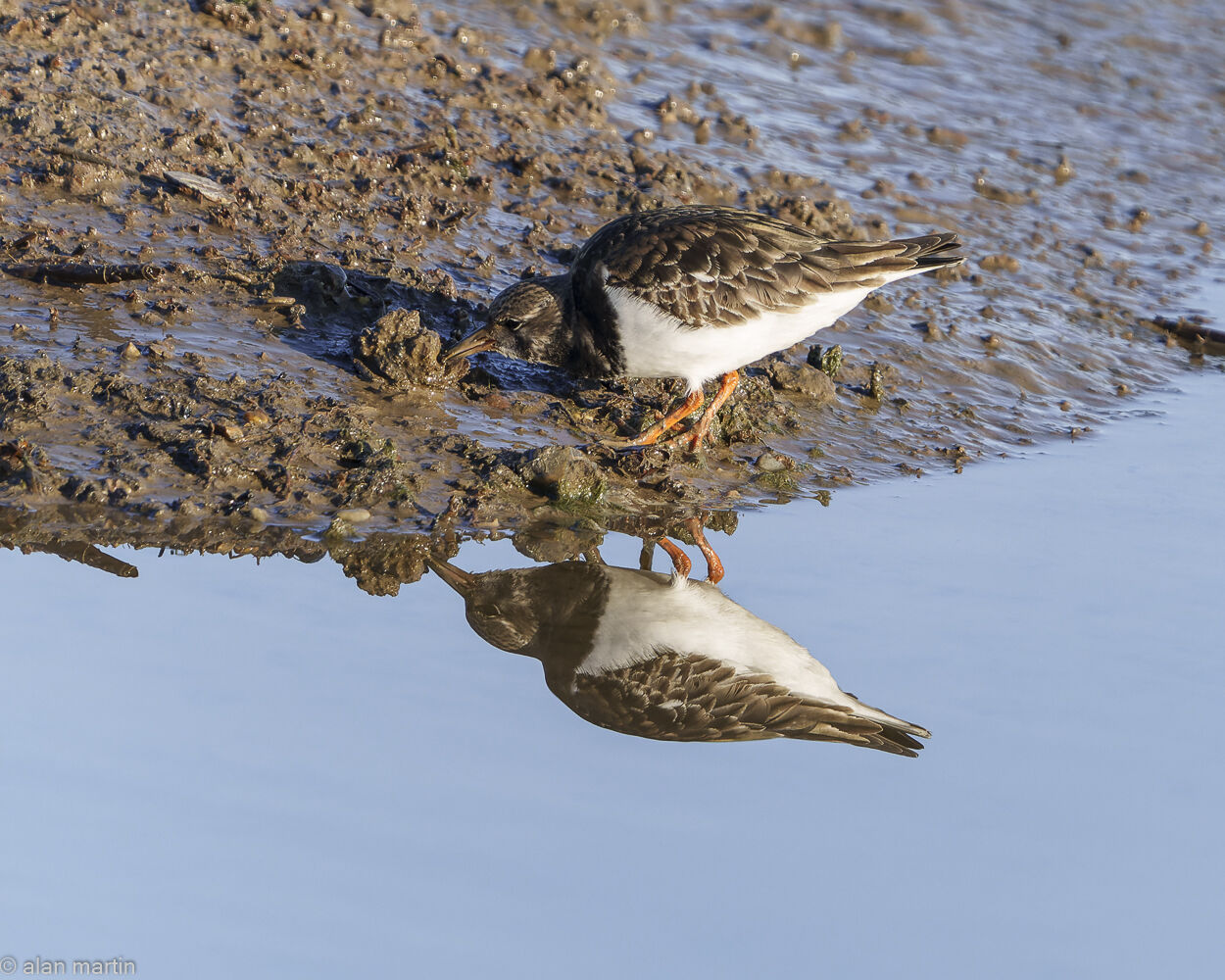 Turnstone.