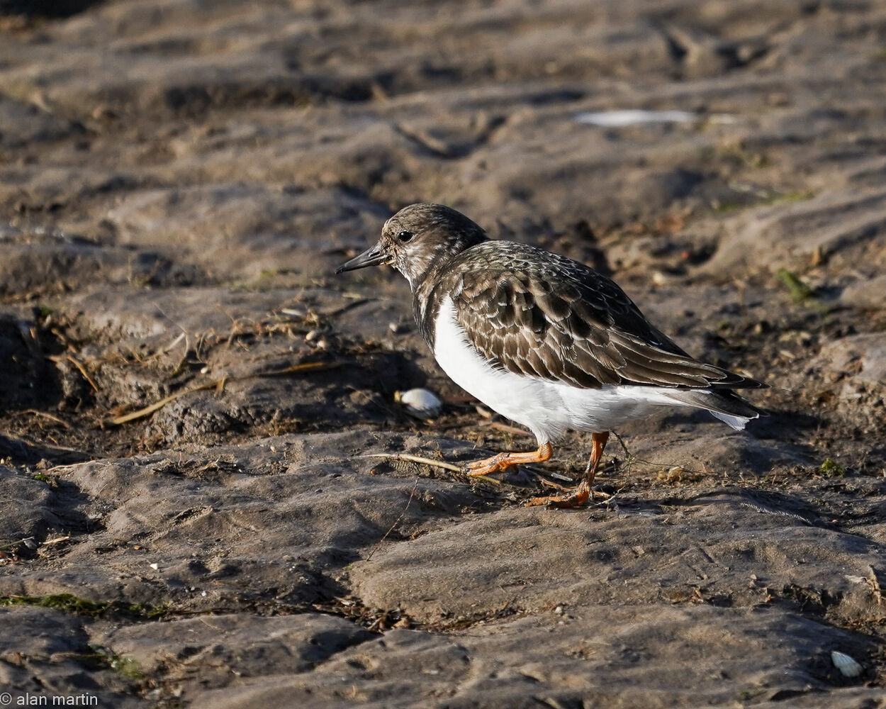 Turnstone, Snettisham