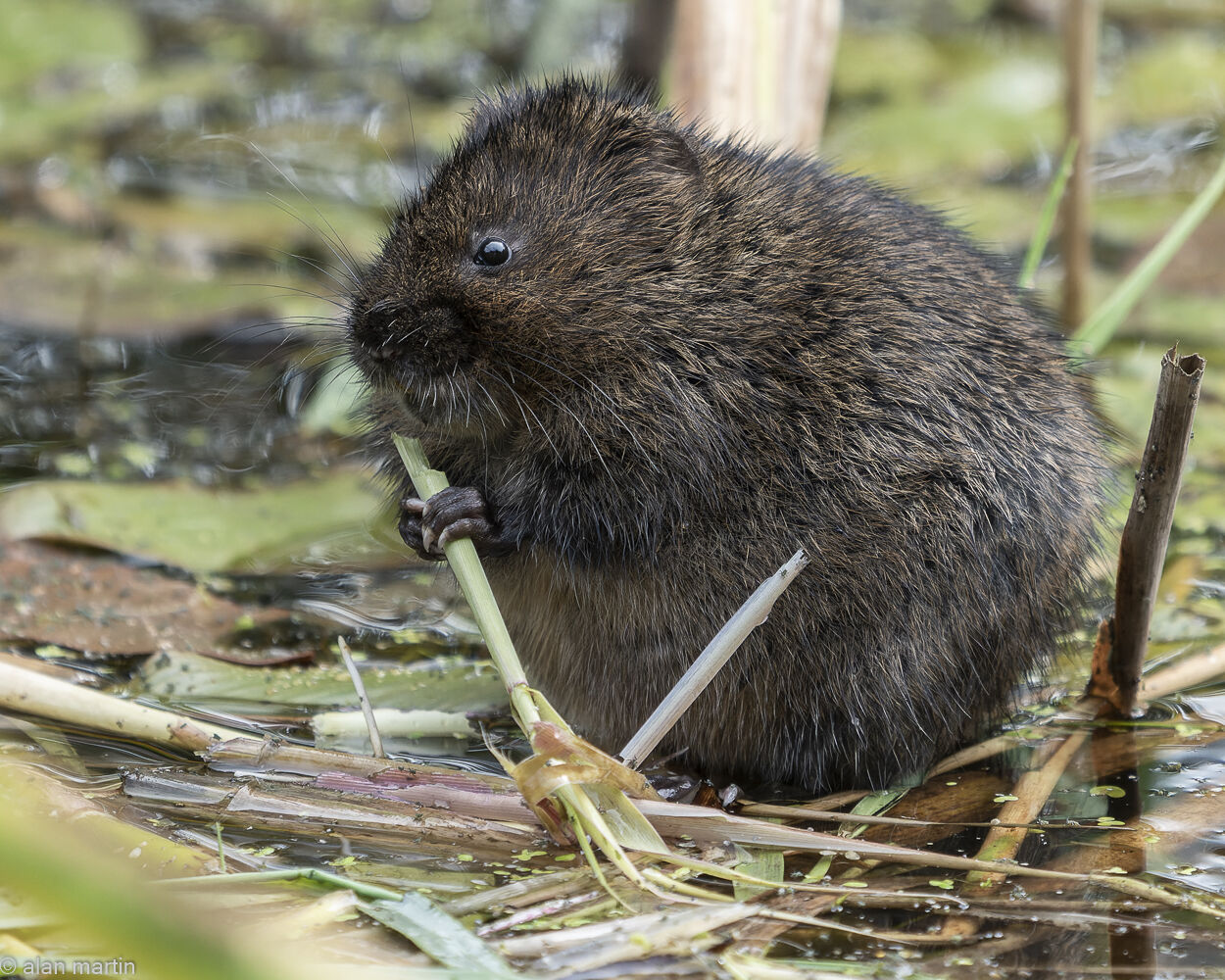 Water Vole 2.